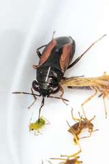 Geocoris lineolus cognatus