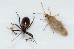 Plerochila australis