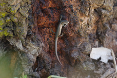 Lampropholis guichenoti