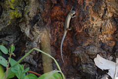 Lampropholis guichenoti