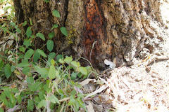 Lampropholis guichenoti