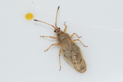 Plerochila australis