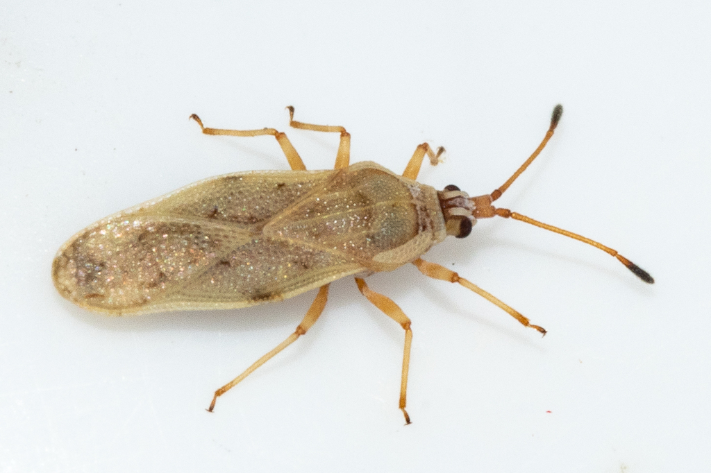 Olive Lace Bug