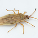 Olive Lace Bug - Photo (c) magriet b, some rights reserved (CC BY-SA), uploaded by magriet b