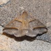 Black-tipped Ptichodis Moth - Photo (c) Chuck Sexton, some rights reserved (CC BY-NC), uploaded by Chuck Sexton