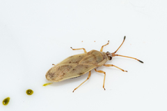 Plerochila australis