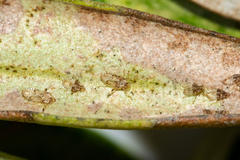 Plerochila australis