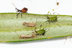 Plerochila australis