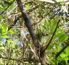 Tillandsia utriculata