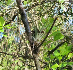 Tillandsia utriculata
