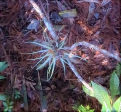 Tillandsia variabilis