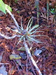 Tillandsia variabilis