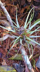 Tillandsia variabilis