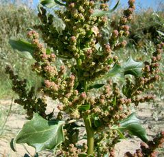 Oxybasis chenopodioides