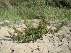 Oxybasis chenopodioides