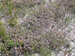 Aspalathus argyrella