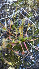 Drosera stenopetala