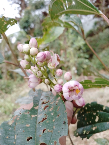 Axinaea quitensis