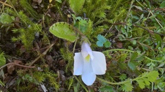 Mazus radicans