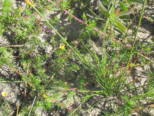 Image of Ficinia pallens by (c) douglaseustonbrown, some rights reserved (CC BY-SA)