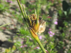 Ficinia pallens pallens