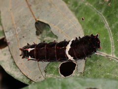 Pachliopta pandiyana