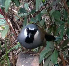 Pterorhinus chinensis