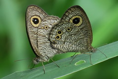 Ypthima baldus newboldi