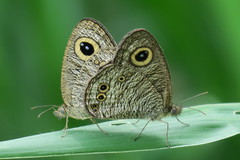 Ypthima baldus newboldi