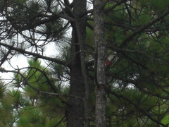 Dendrocopos major thanneri