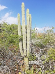Cephalocereus nudus