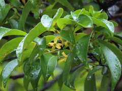 Huberantha nitidissima