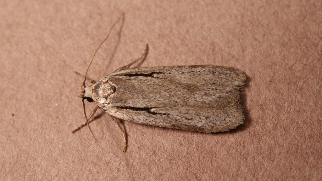 Depressaria hystricella