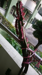 Euphorbia antiquorum