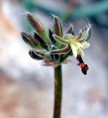 Pelargonium githagineum