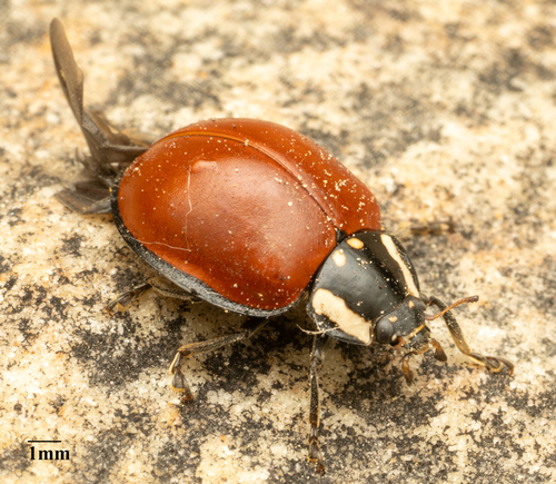 LeConte's Giant Lady Beetle photographed in Utah