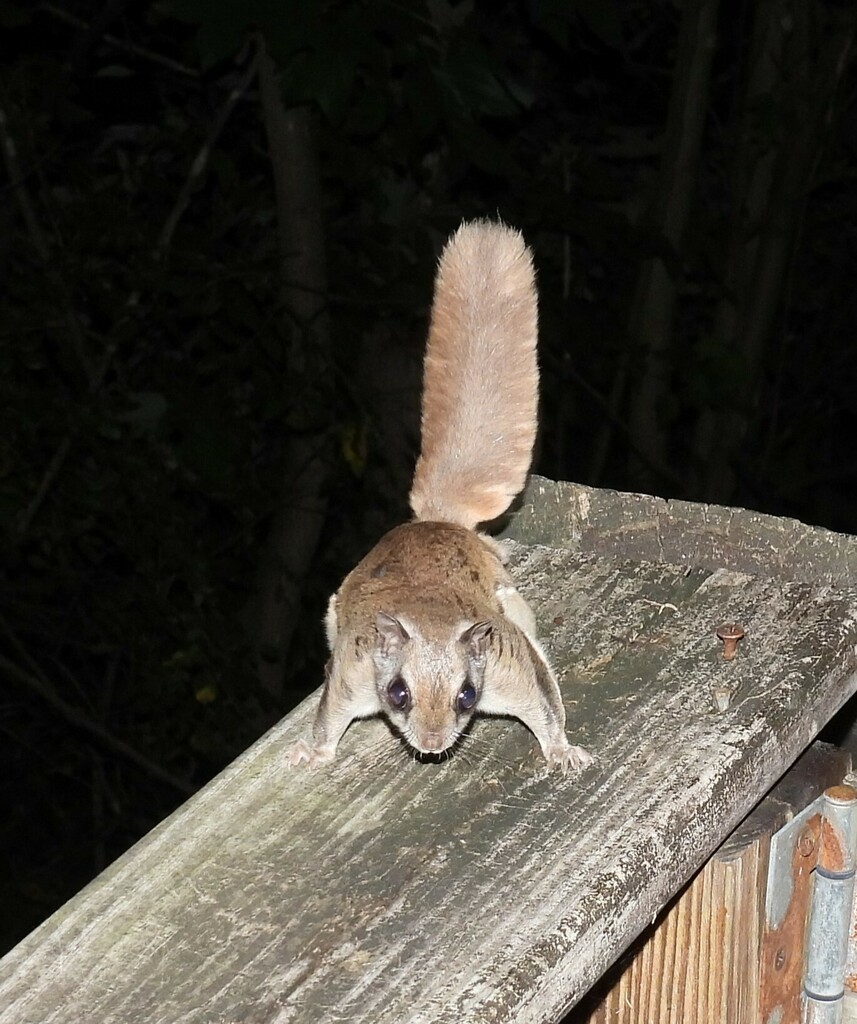 Southern Flying Squirrel from Along Ijams Branch, off of Co. Rd. 275 ...