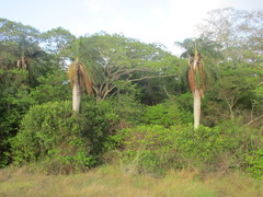 Acrocomia intumescens