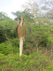Acrocomia intumescens
