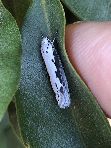 Mountain-mahogany Moth photo 4