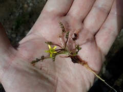 Ranunculus gracilipes