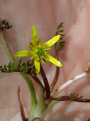 Ranunculus gracilipes