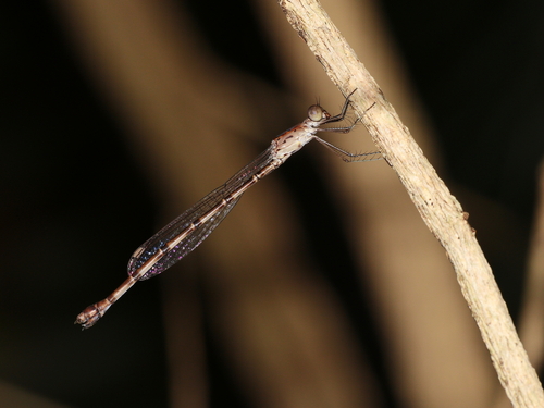 Slender Reedling photo 5
