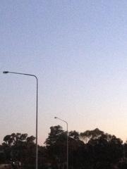 Chalinolobus gouldii