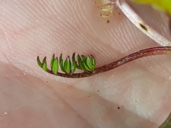 Ranunculus gracilipes