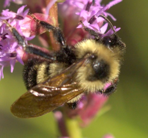Lemon Cuckoo Bumble Bee photographed in Kentucky