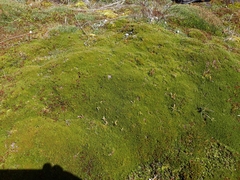 Dracophyllum muscoides