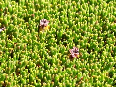 Dracophyllum muscoides