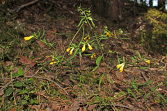 Melampyrum