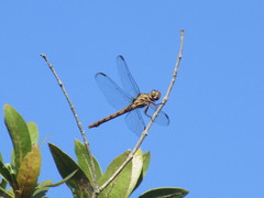 Orthemis